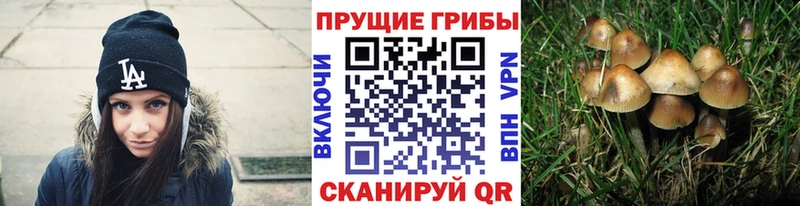 Галлюциногенные грибы Cubensis Безенчук